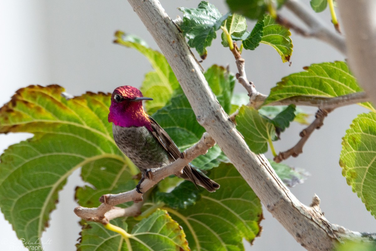 Anna's Hummingbird - ML646452572