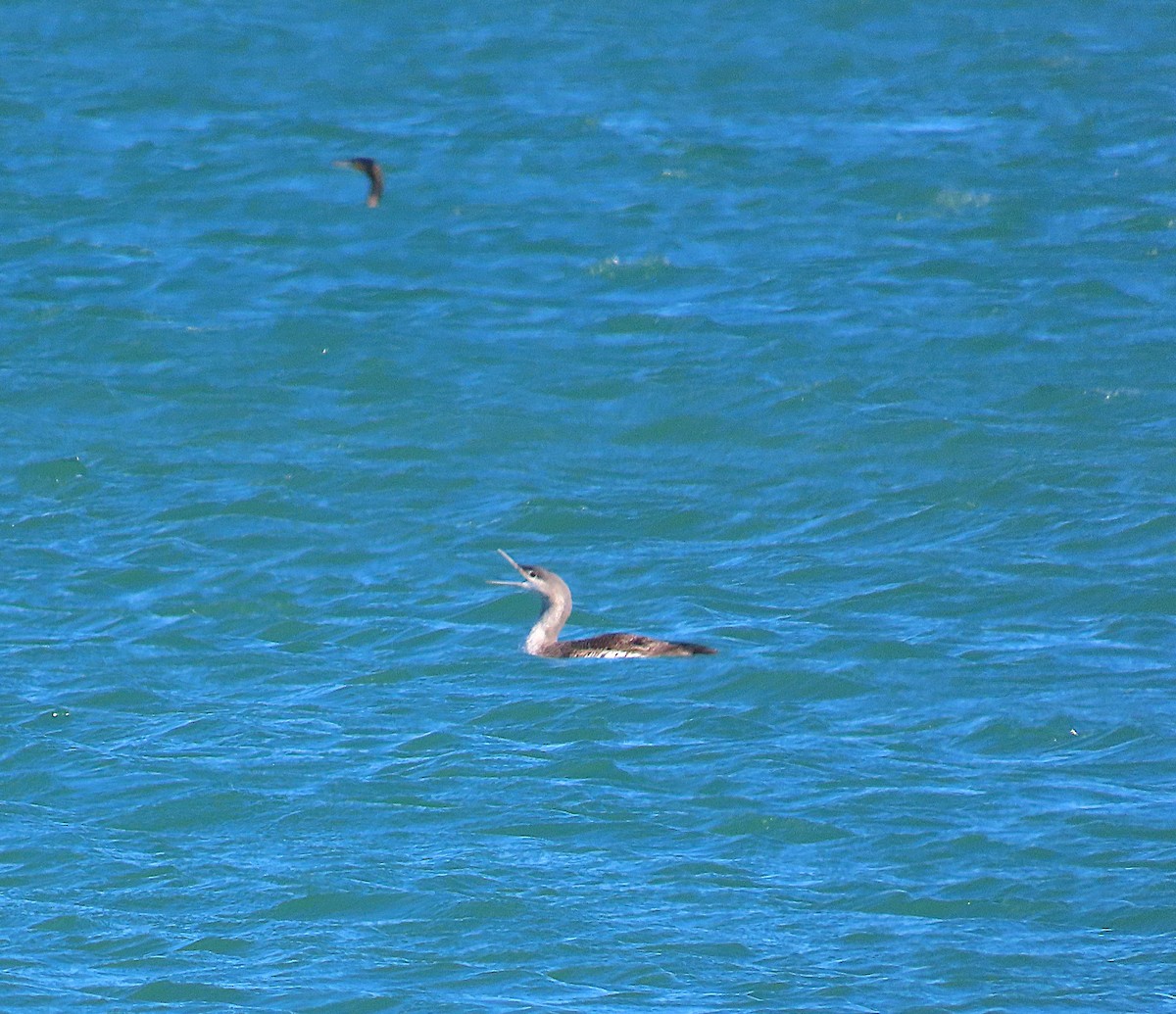 Red-throated Loon - ML646452573