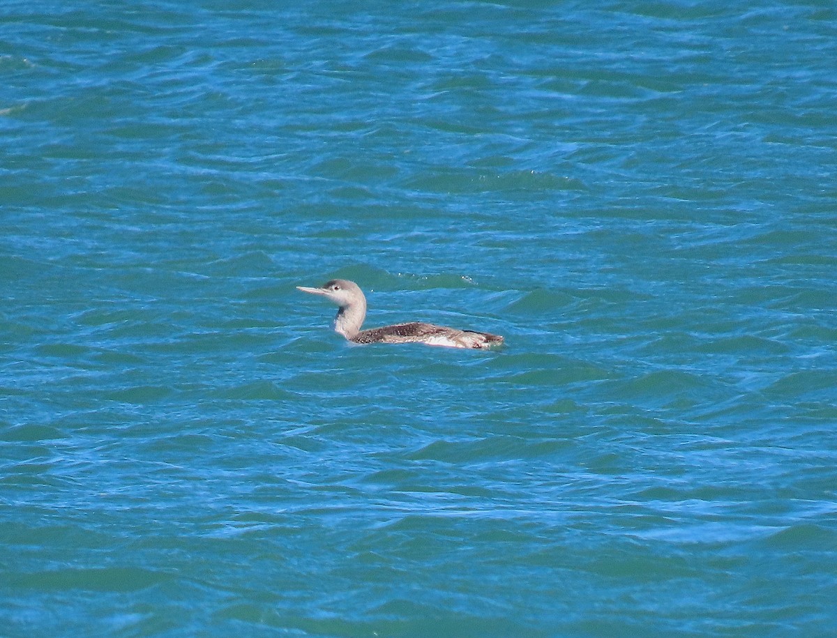 Red-throated Loon - ML646452574