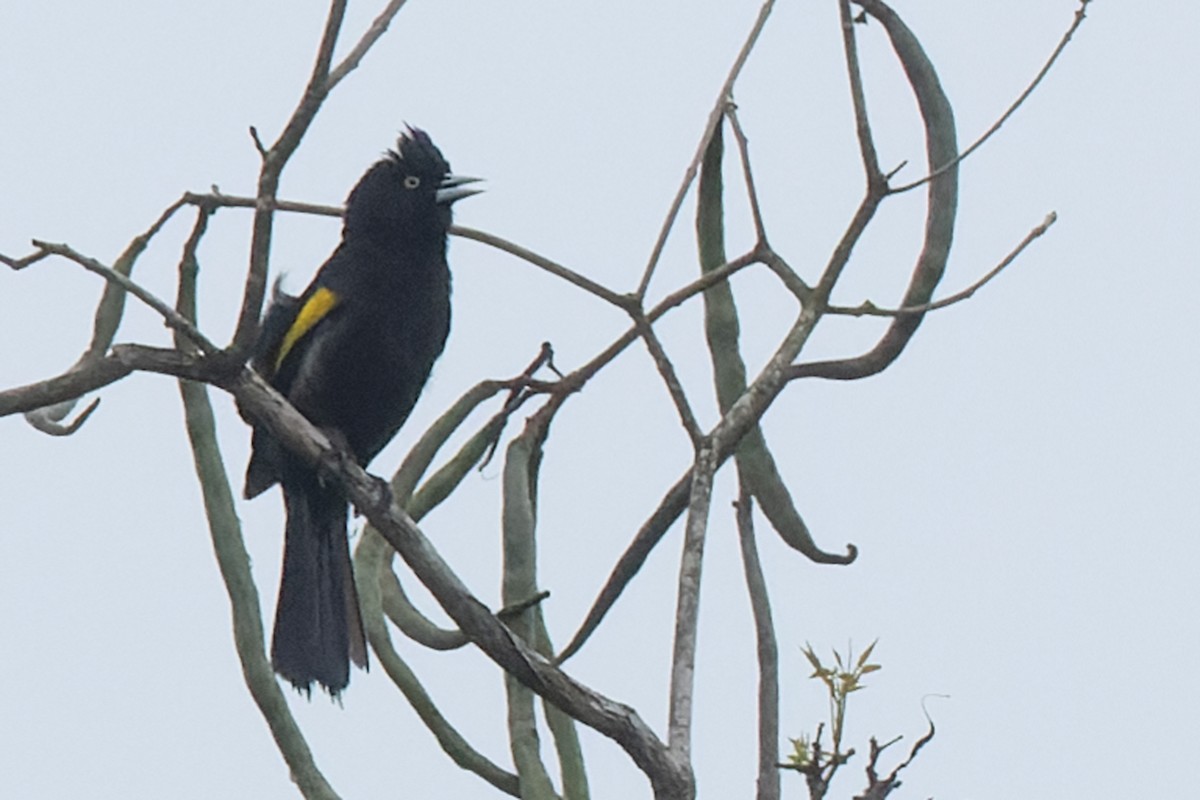 Golden-winged Cacique - ML646452575