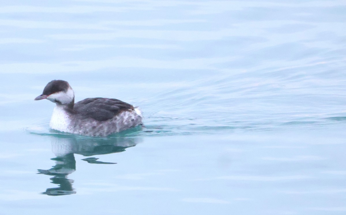 Horned Grebe - ML646452576