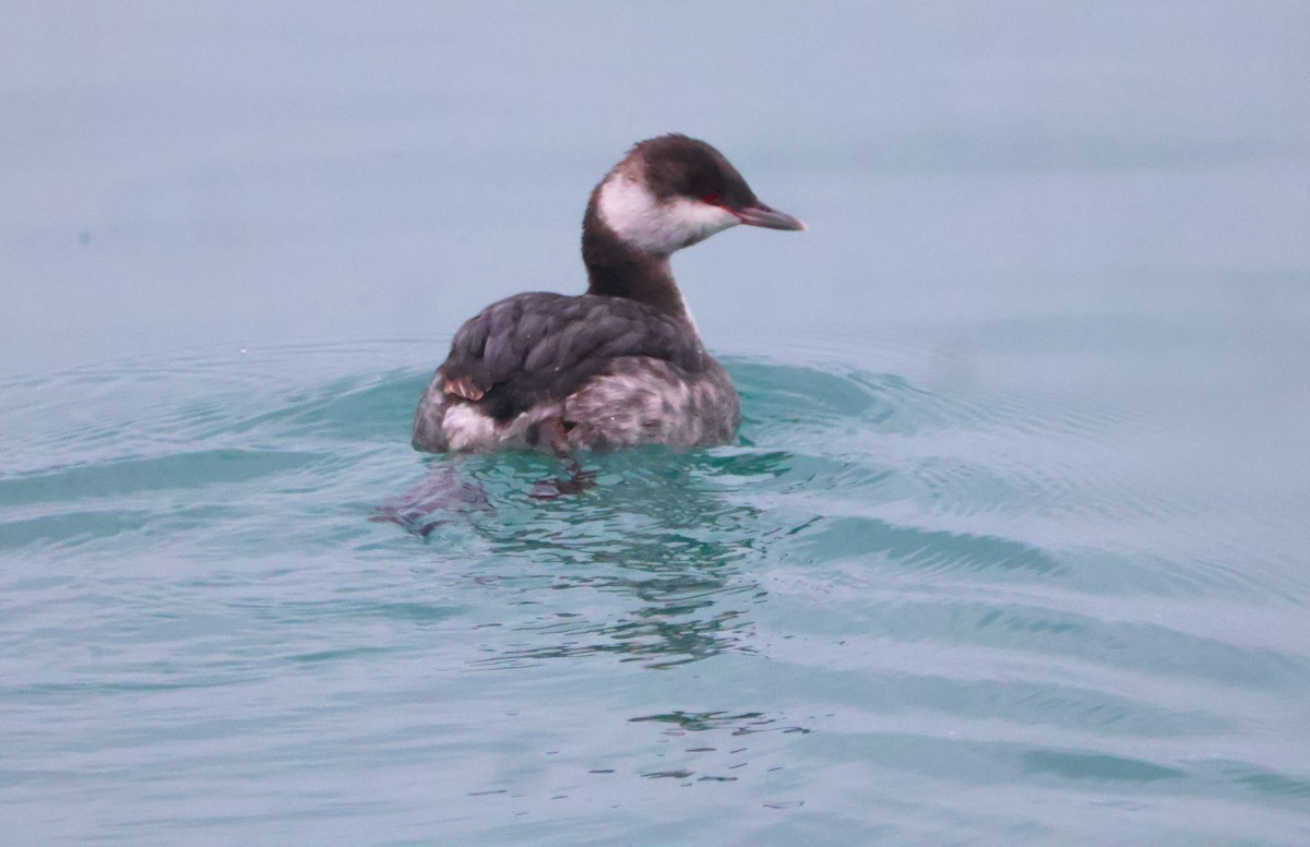 Horned Grebe - ML646452577