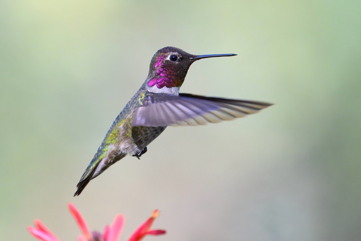 Anna's Hummingbird - ML646452581