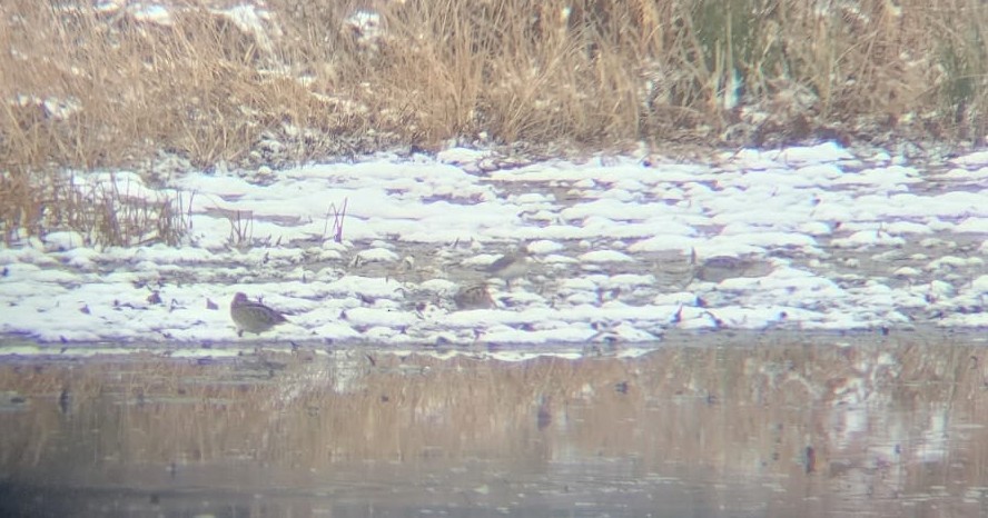 Piovanello pancianera - ML646452582