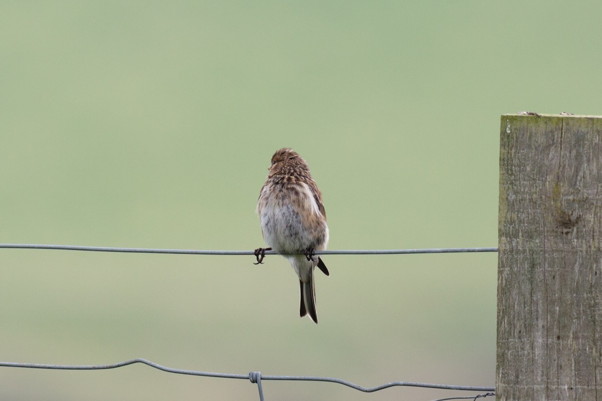 キバシヒワ - ML646452585