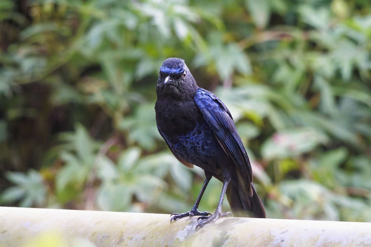 Malabar Whistling-Thrush - ML646452588