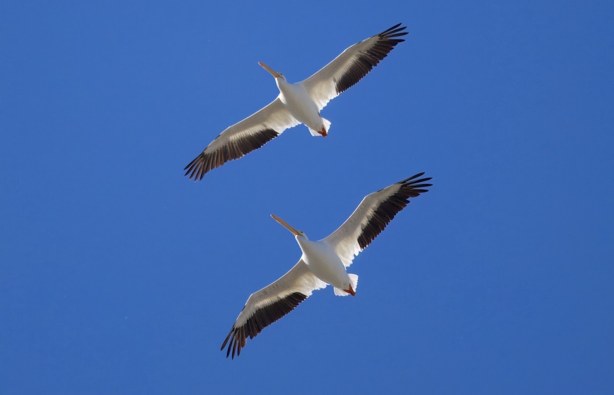 American White Pelican - ML646452590