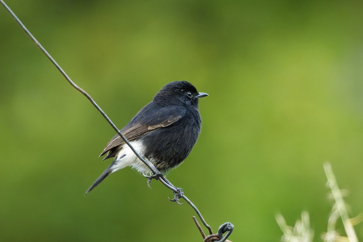 Pied Bushchat - ML646452593