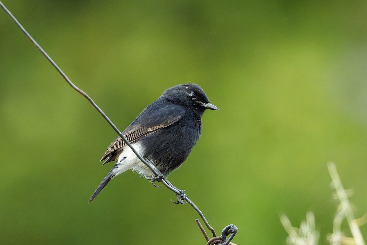 Pied Bushchat - ML646452594