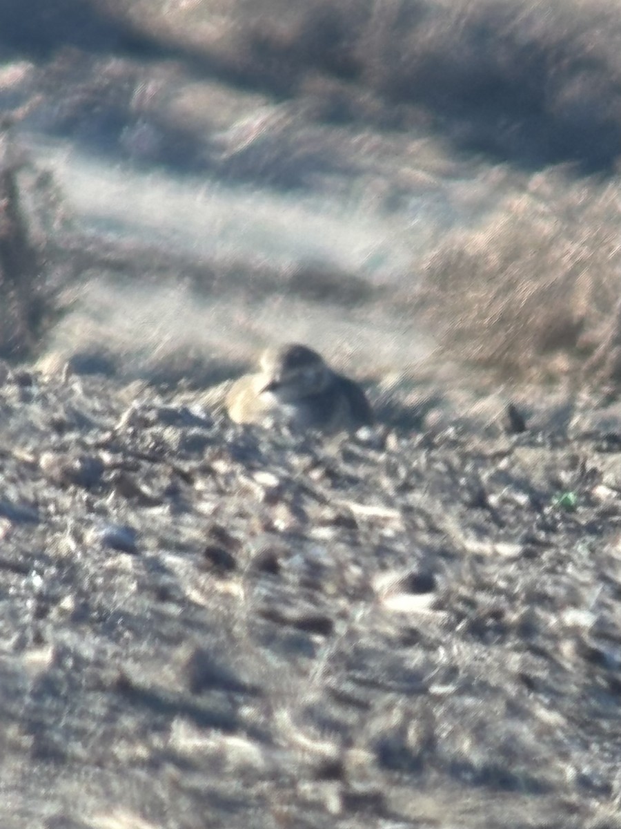 prærielo - ML646452605