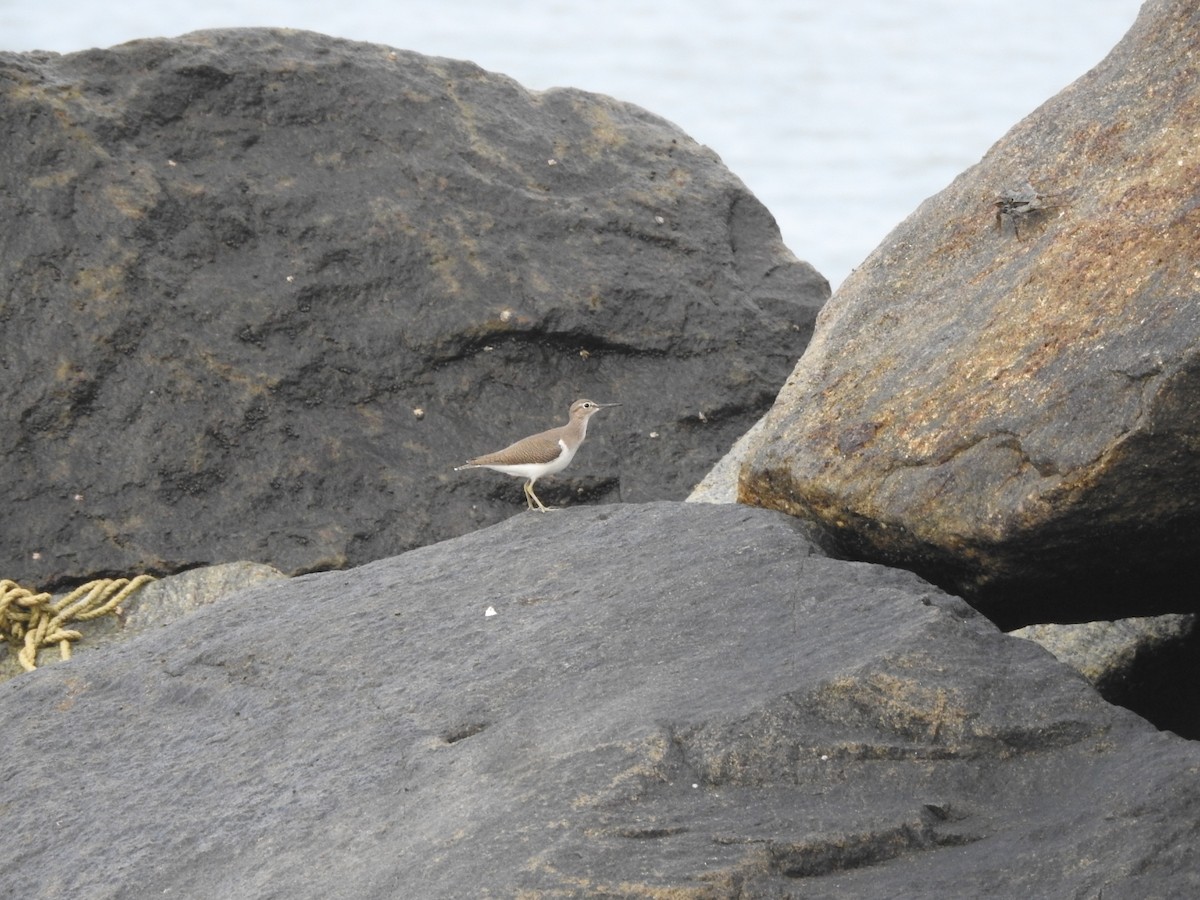 Common Sandpiper - ML646452606