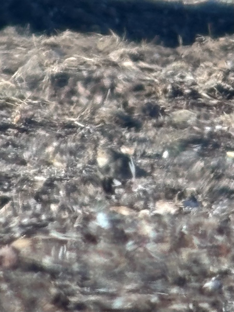 Thick-billed Longspur - ML646452614