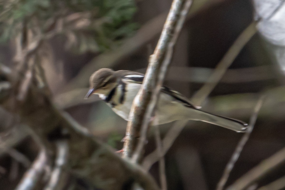 Forest Wagtail - ML646452615
