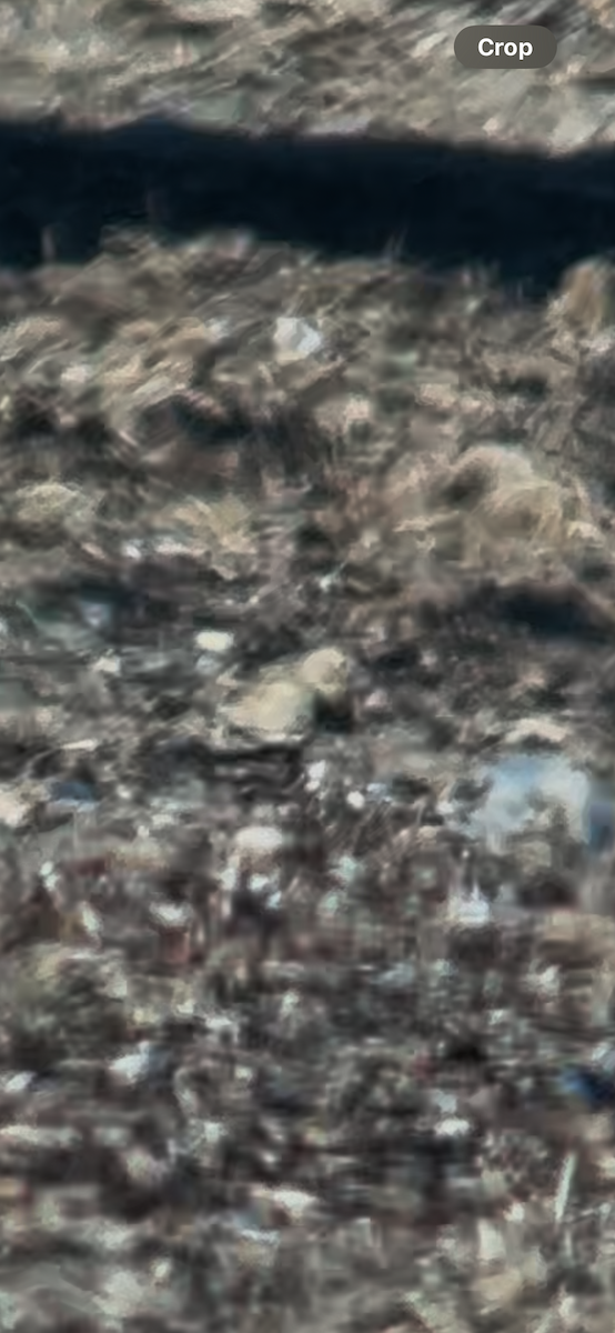 Thick-billed Longspur - ML646452616