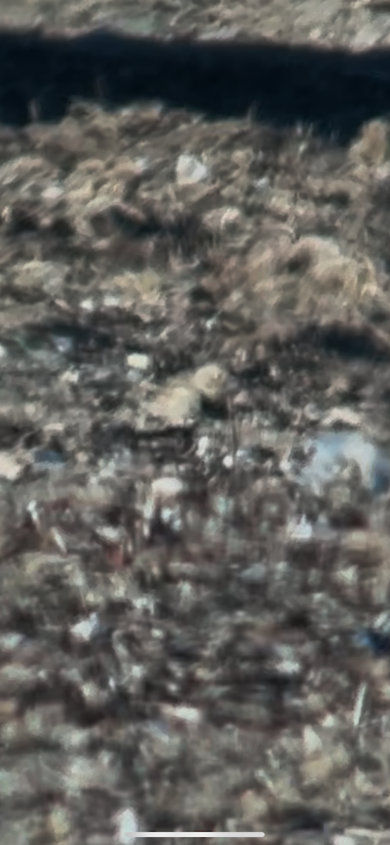 Thick-billed Longspur - ML646452617