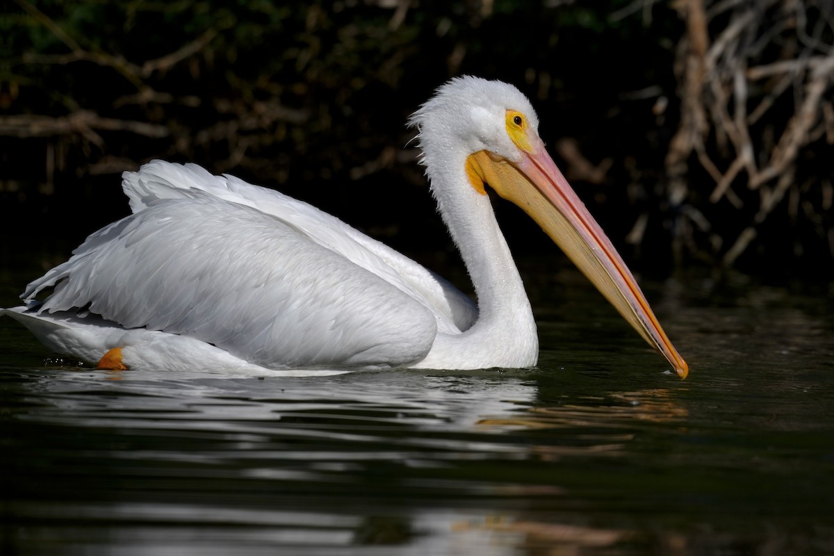 American White Pelican - ML646452619