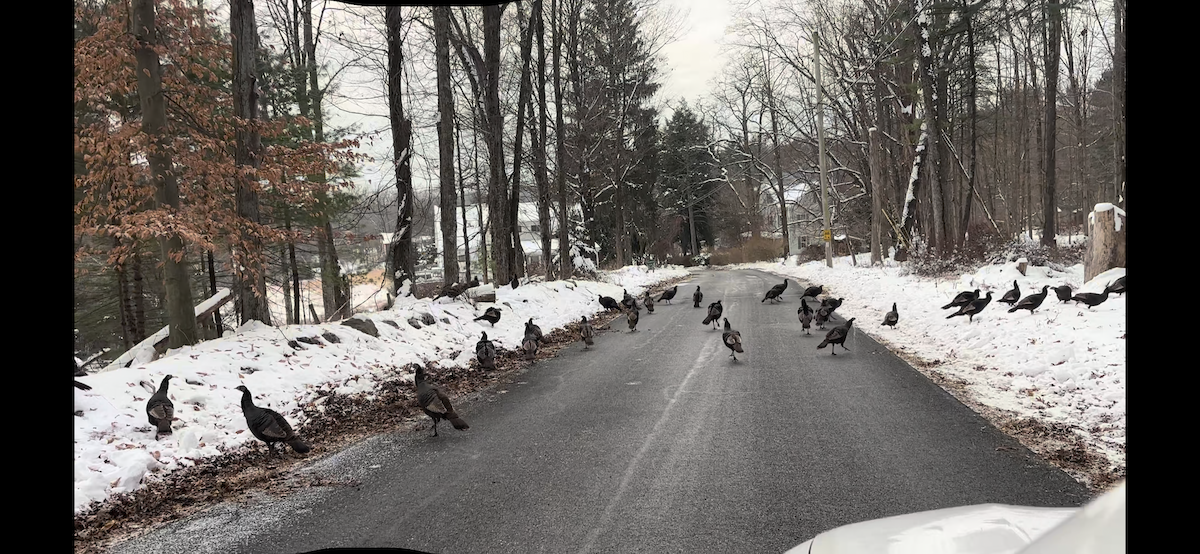 シチメンチョウ - ML646452620