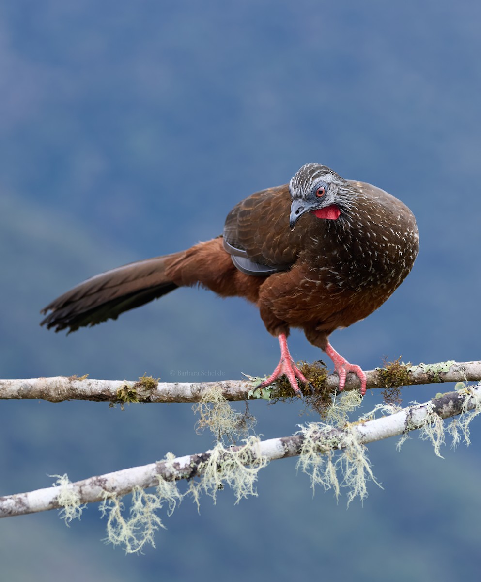 Пенелопа андська - ML646452622