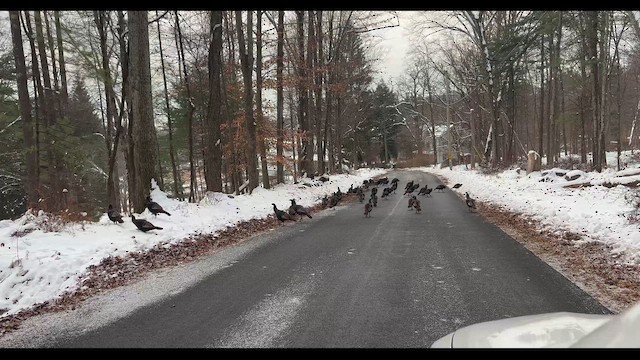 Yabani Hindi - ML646452623