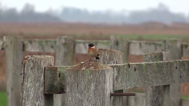 Taşkuşu - ML646452624