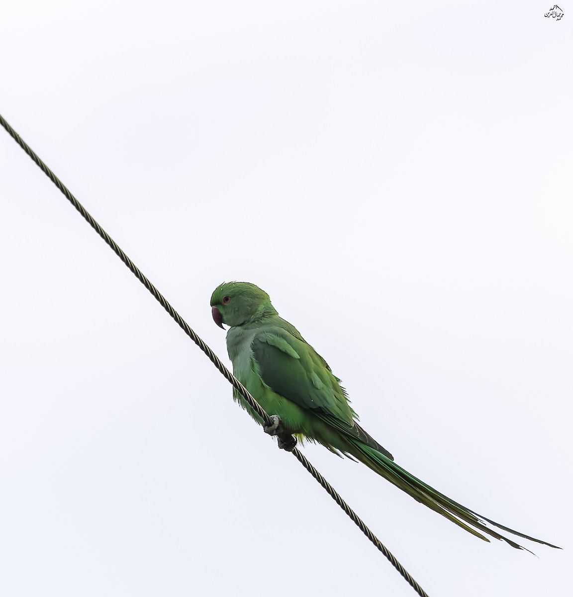 Rose-ringed Parakeet - ML646452630