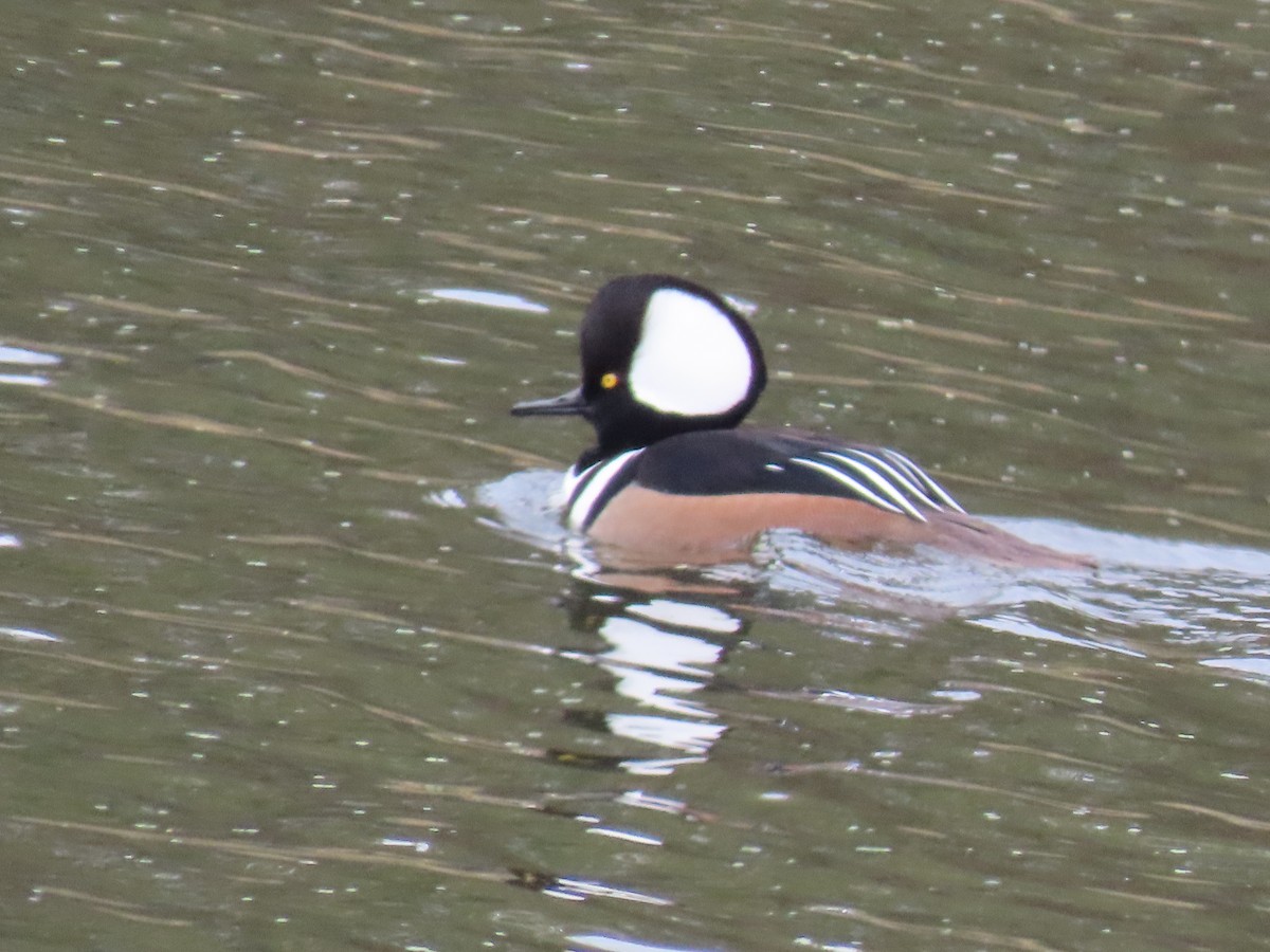 Hooded Merganser - ML646452633