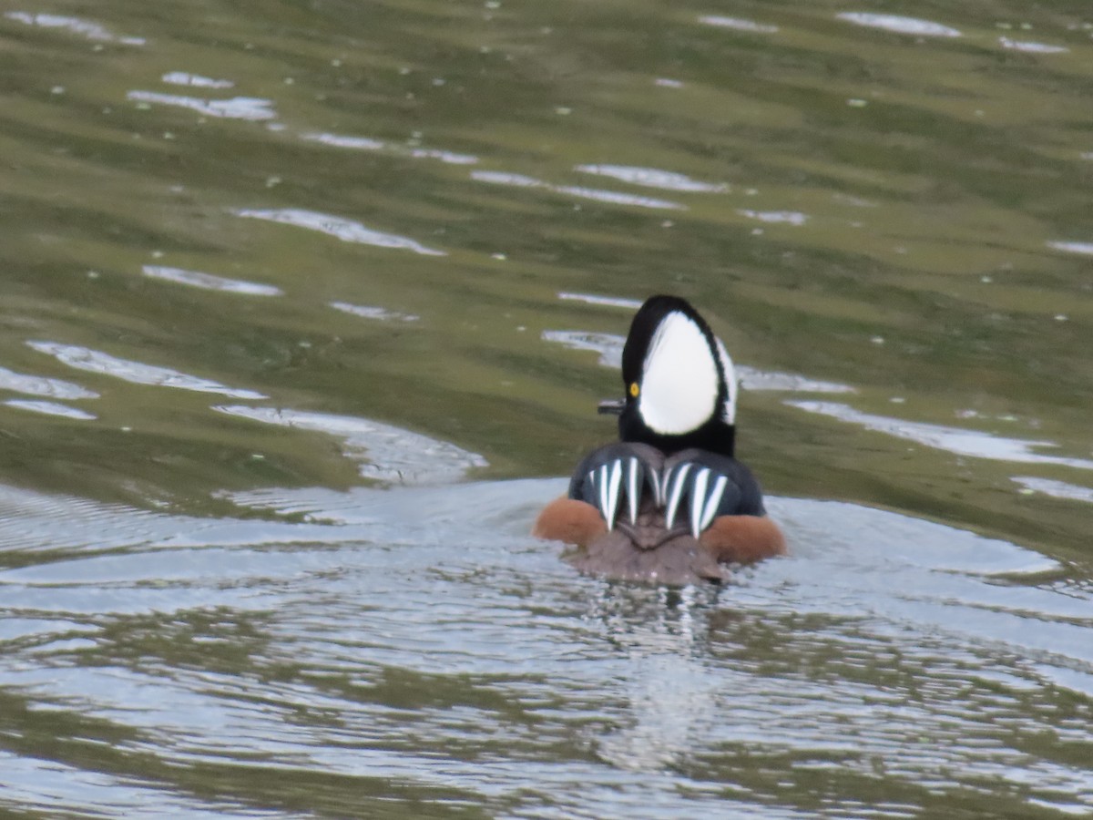Hooded Merganser - ML646452634