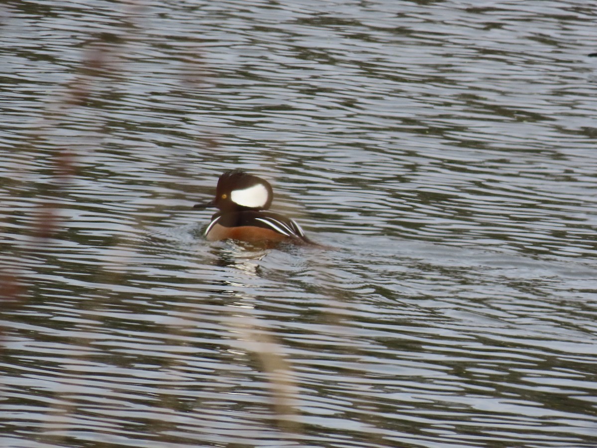 Hooded Merganser - ML646452635