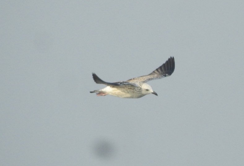 Lesser Black-backed Gull - ML646452637