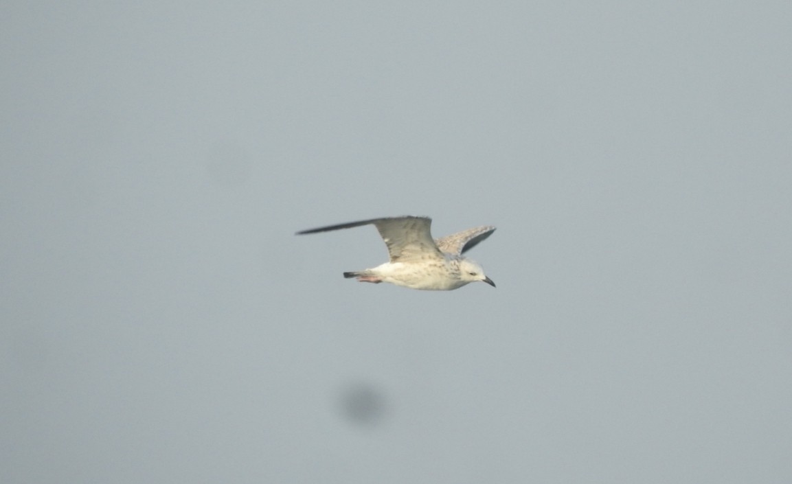 Lesser Black-backed Gull - ML646452638