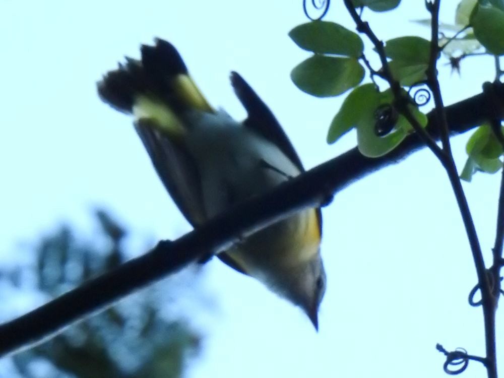 American Redstart - ML646452641