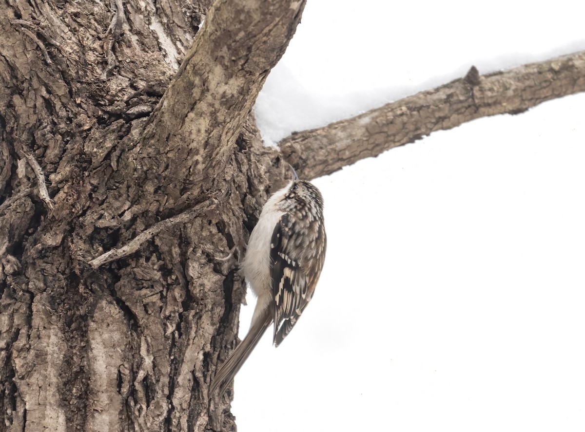Brown Creeper - ML646452642