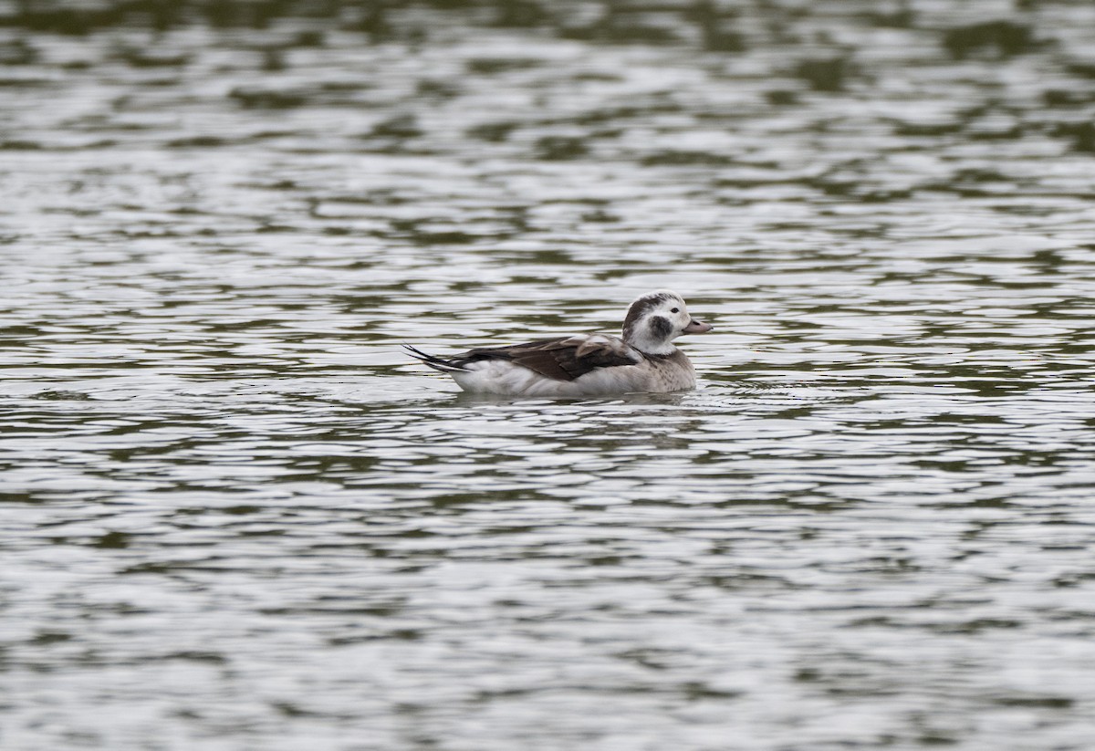 Long-tailed Duck - ML646452646