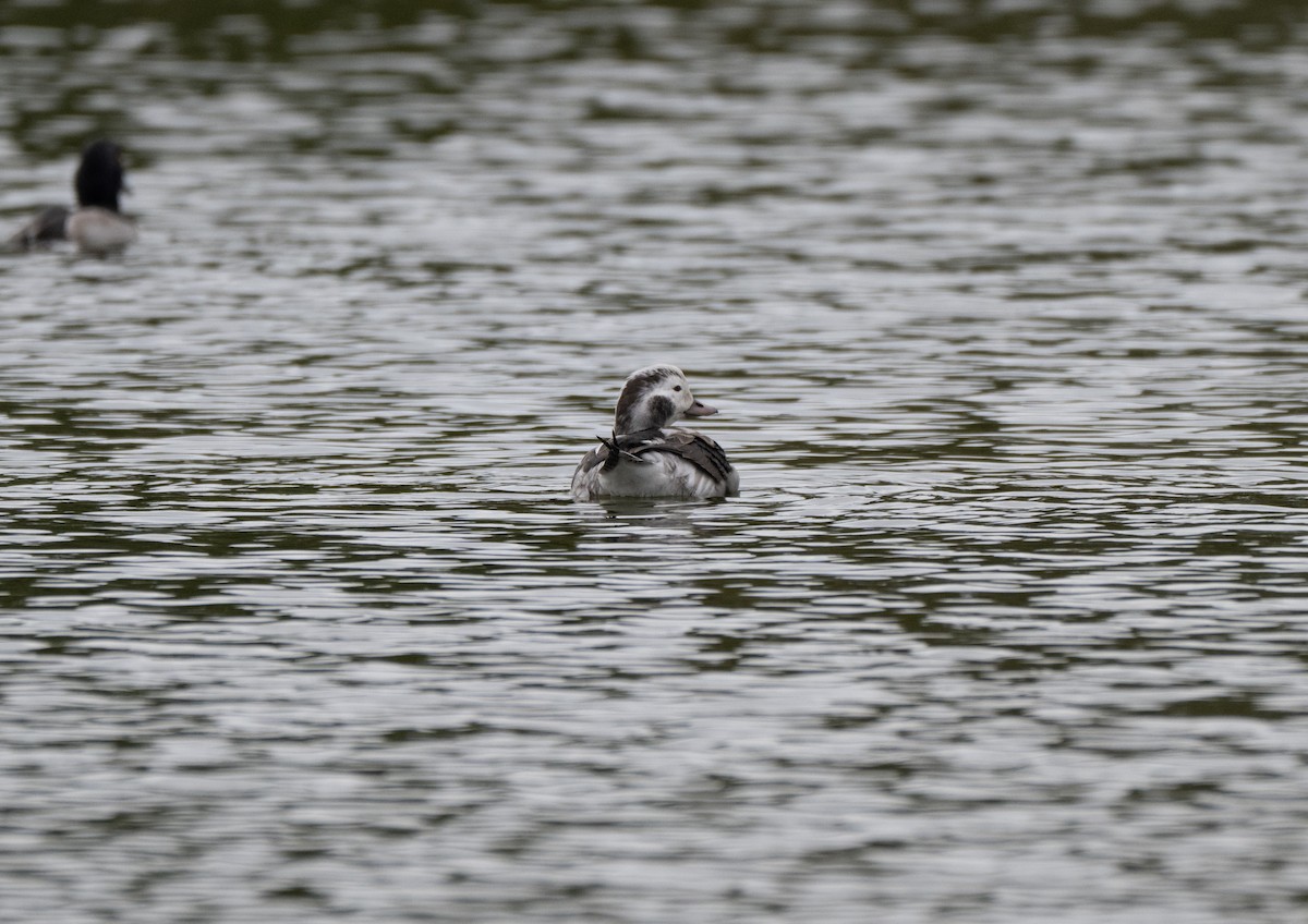 Long-tailed Duck - ML646452647
