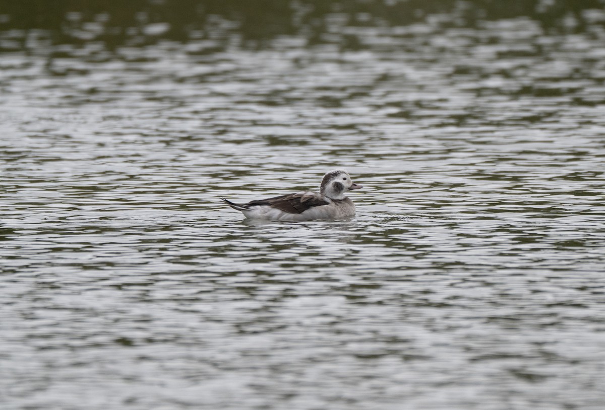 Long-tailed Duck - ML646452648