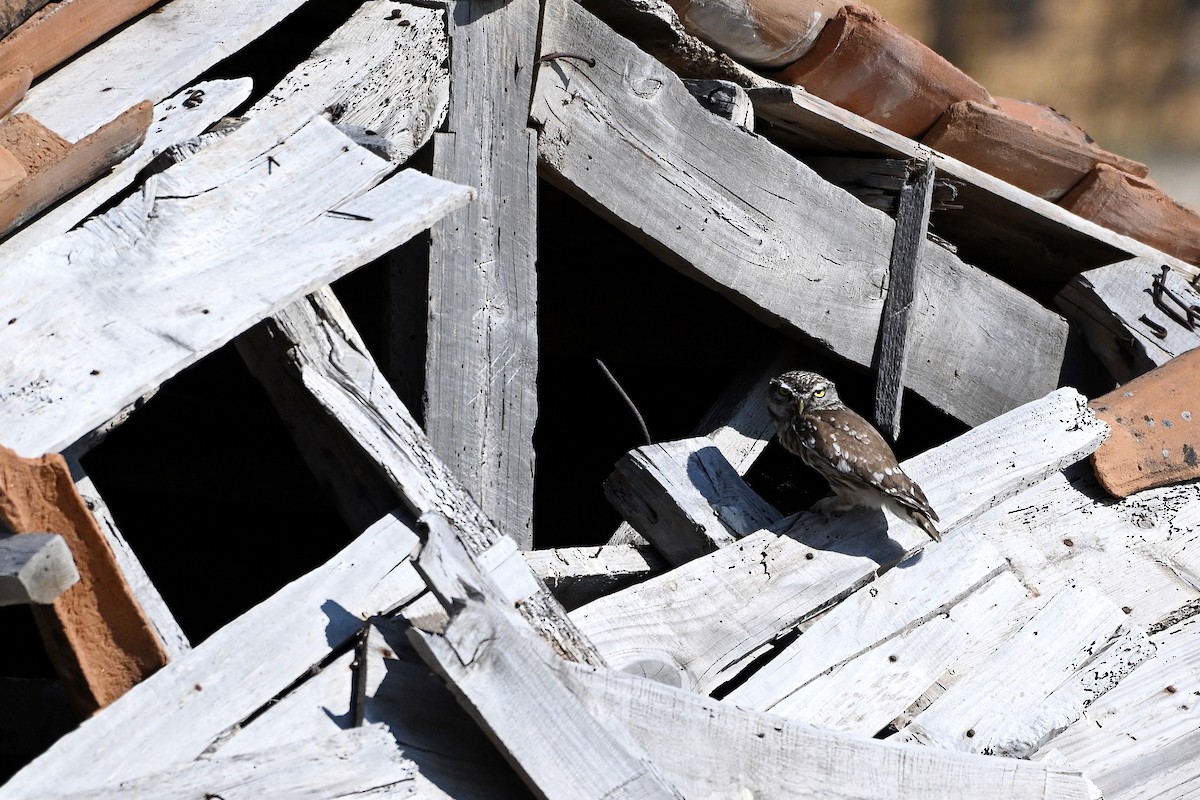 Little Owl - ML646452649