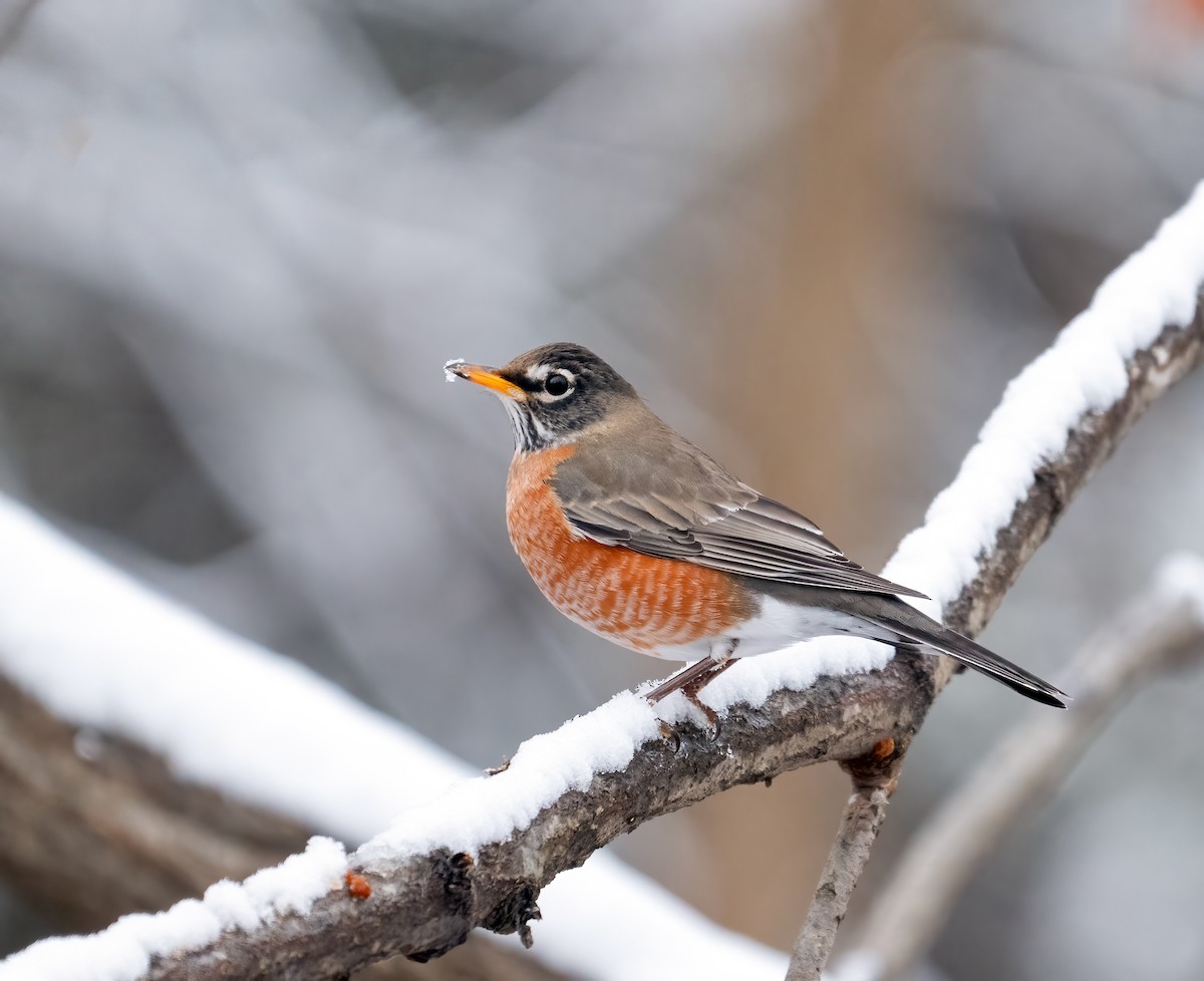 American Robin - ML646452650