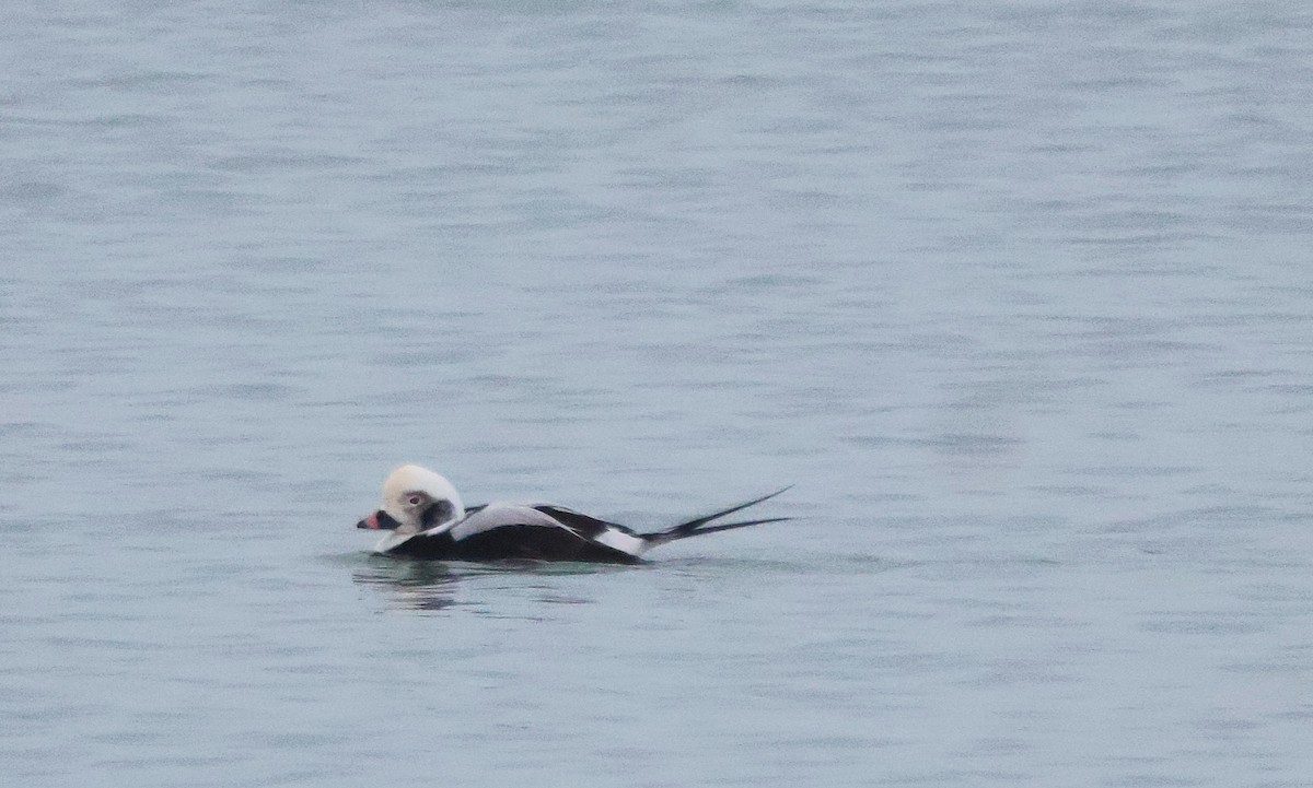 Long-tailed Duck - ML646452651