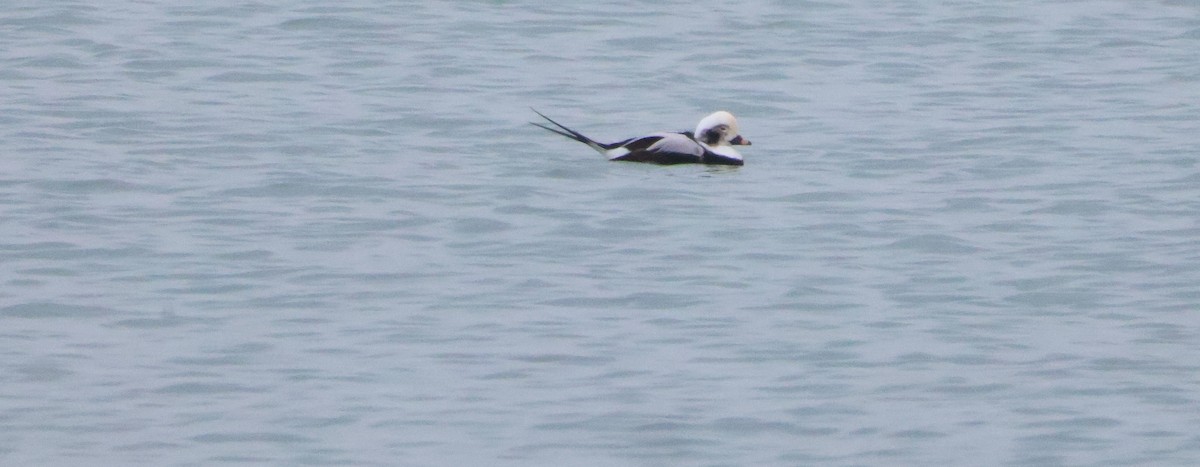 Long-tailed Duck - ML646452652