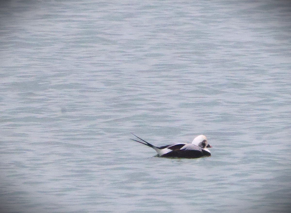 Long-tailed Duck - ML646452653