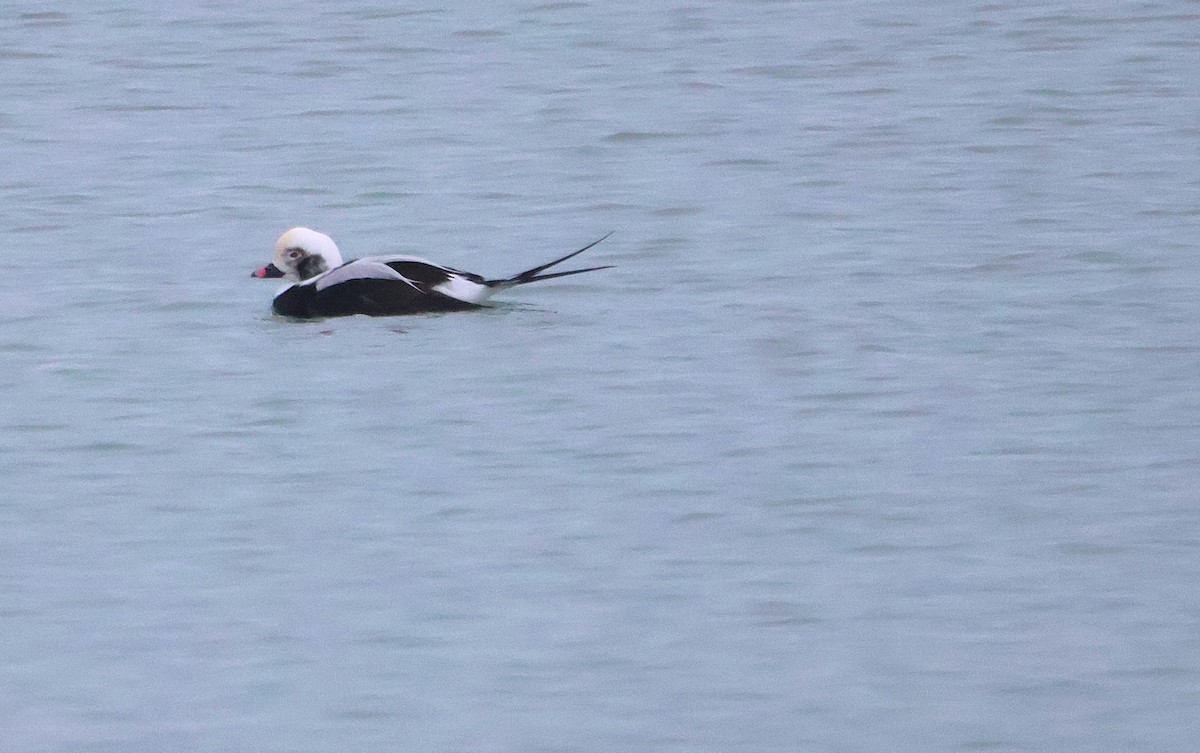 Long-tailed Duck - ML646452654