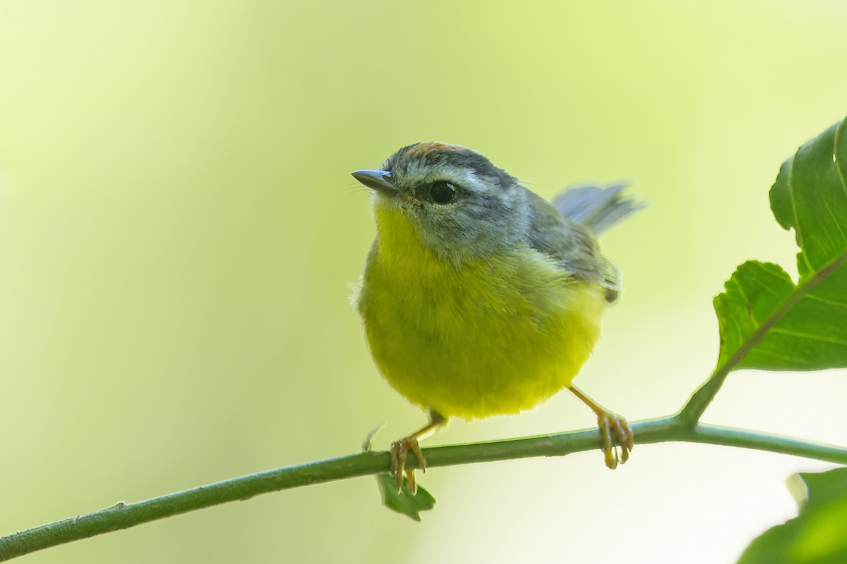 Golden-crowned Warbler - ML646452655