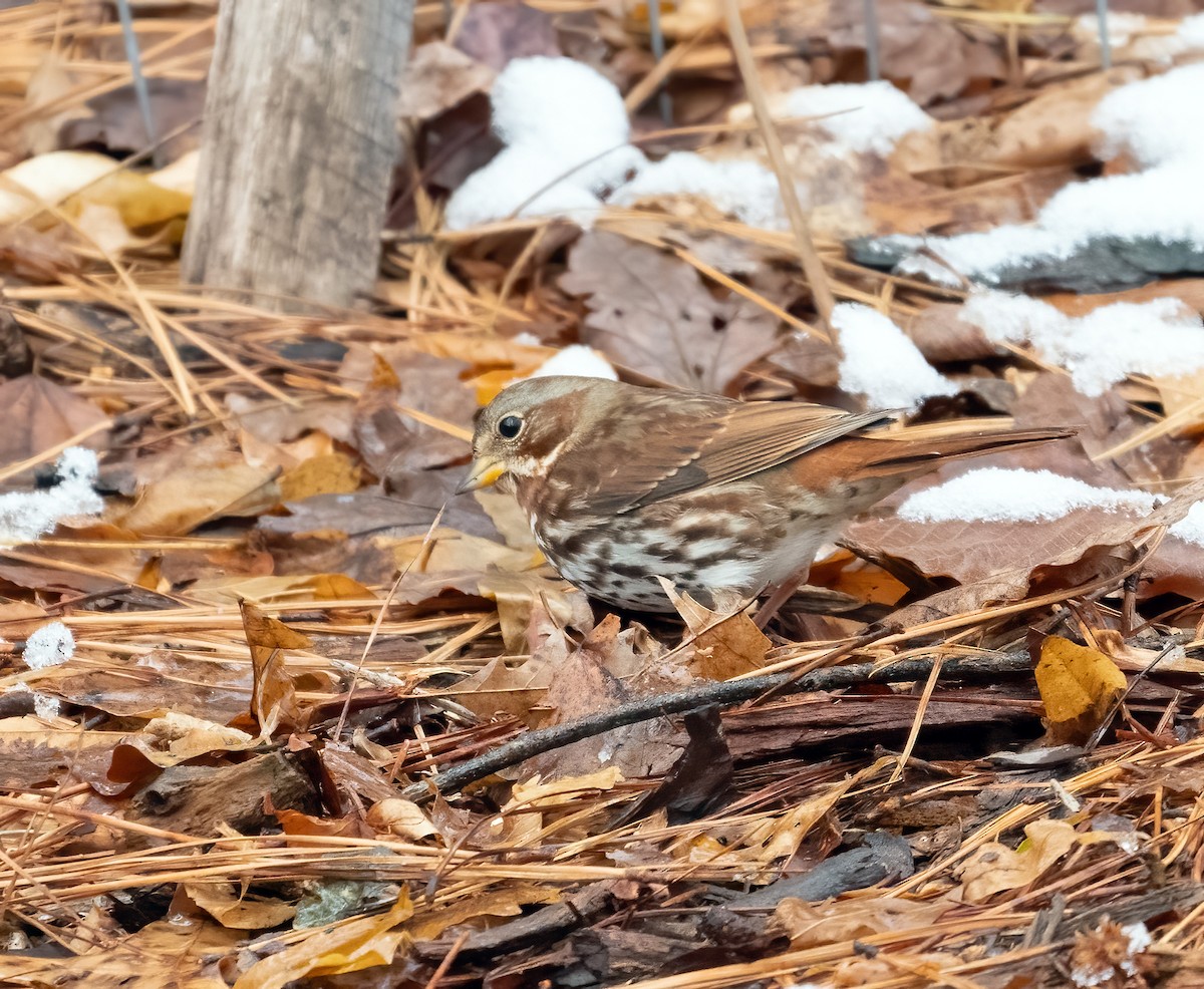 Fox Sparrow - ML646452656