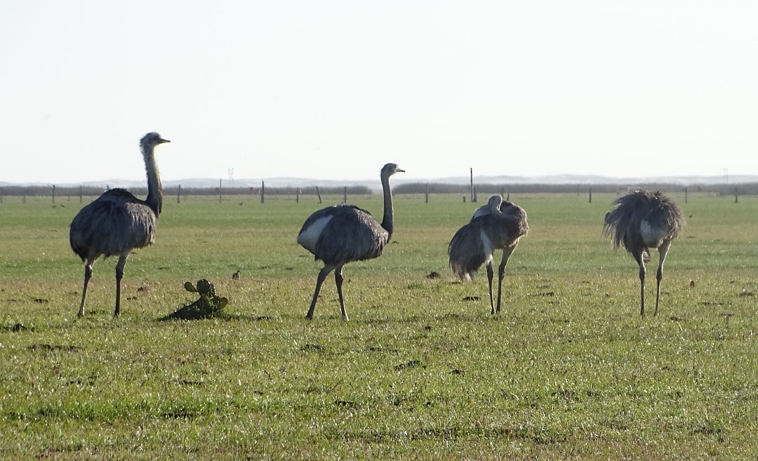 Ñandu nagusia - ML646452658