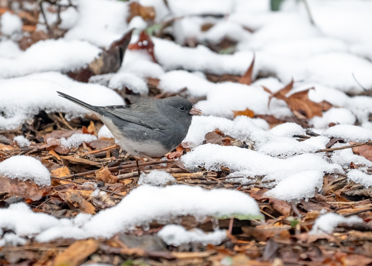 Dark-eyed Junco - ML646452660