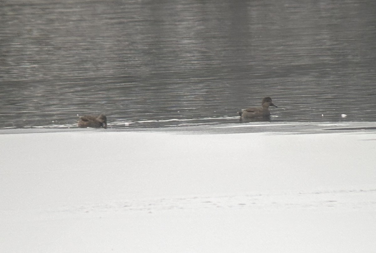 Gadwall - ML646452661