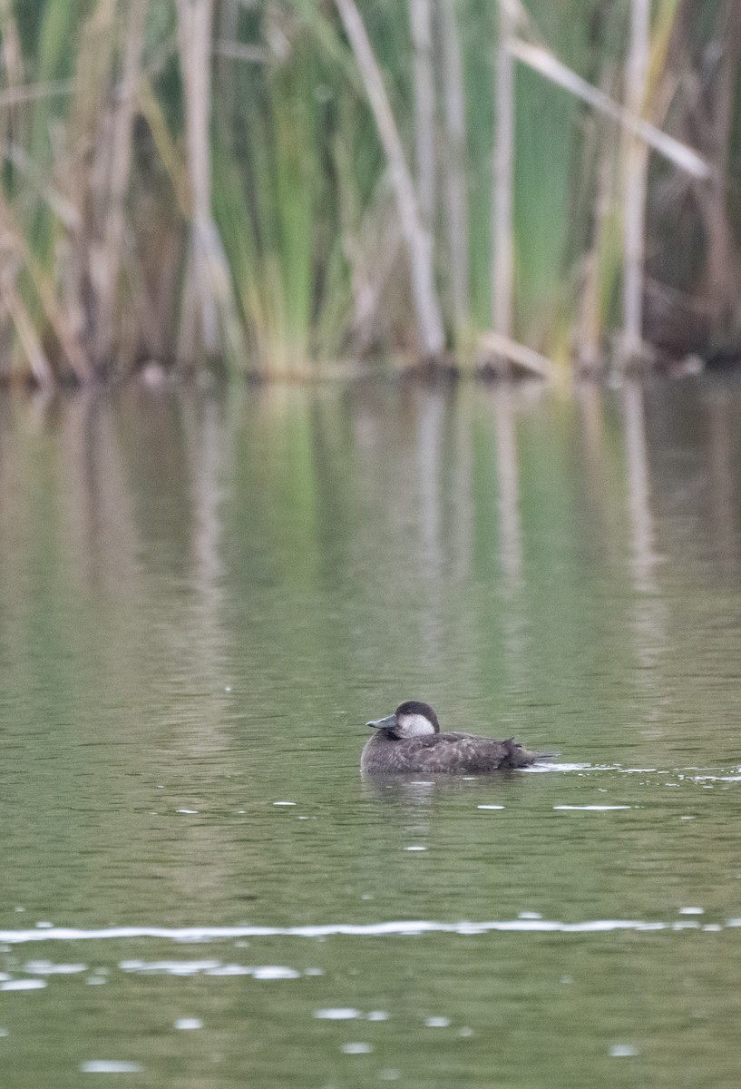 Black Scoter - ML646452662
