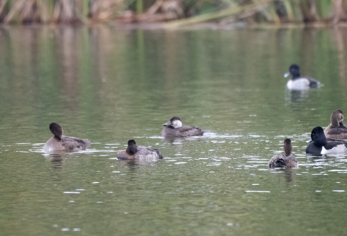 Американская синьга - ML646452663