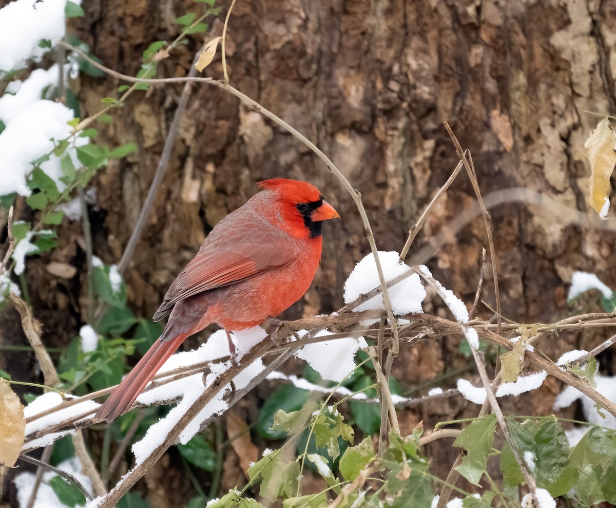 Northern Cardinal - ML646452664
