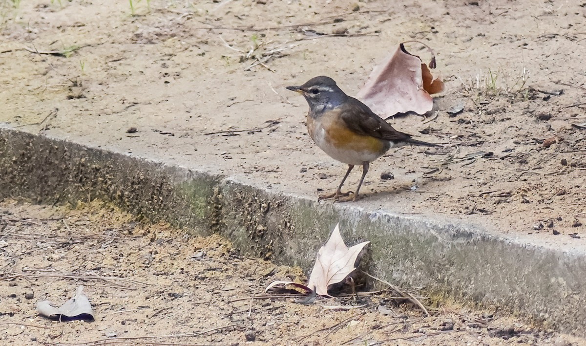 drozd bělobrvý - ML646452666